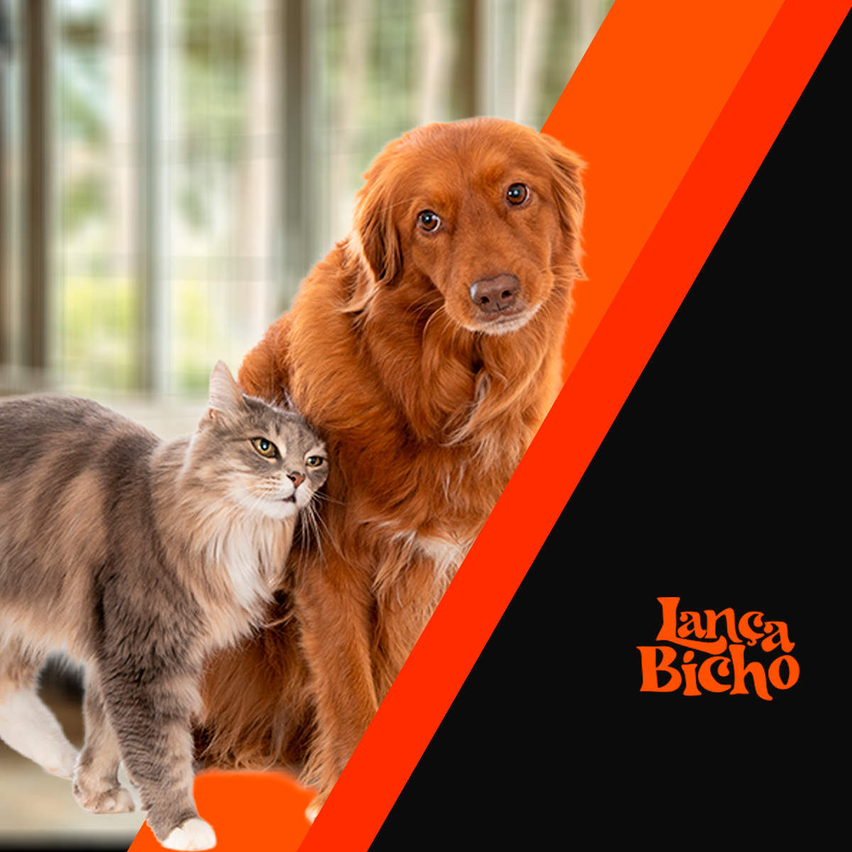 Tipos de pelos de cães e gatos