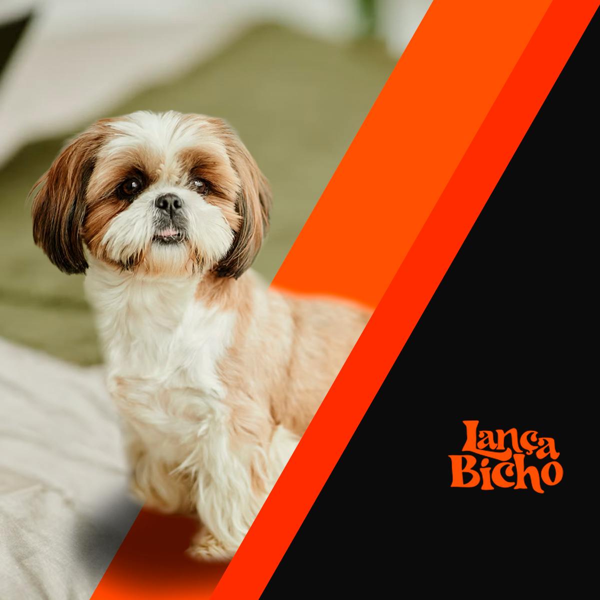 Como lidar com pets idosos no grooming