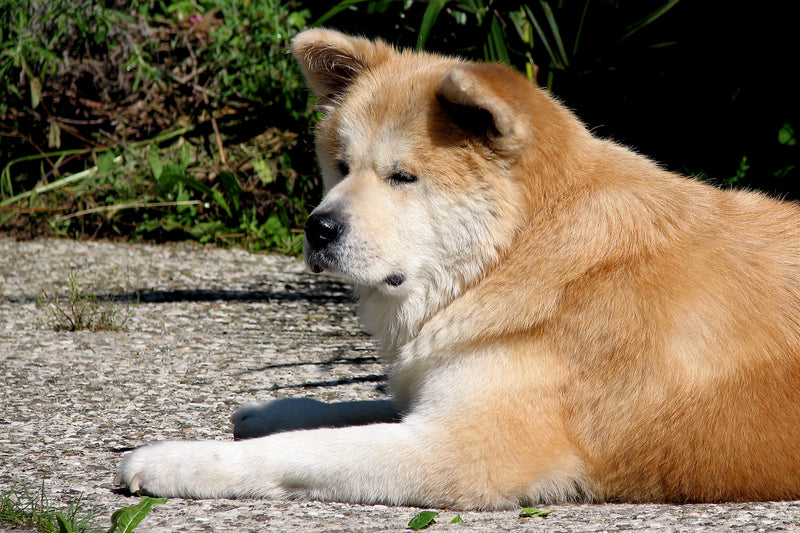 Akita Inu - Lança Bicho
