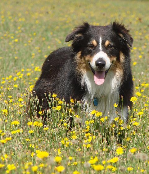 Australian Shepherd - Lança Bicho