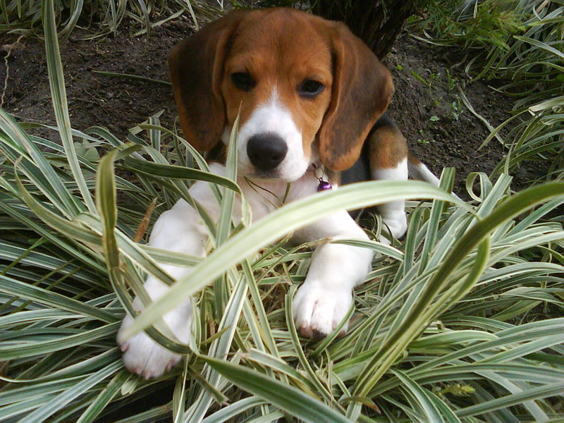Beagle - Lança Bicho