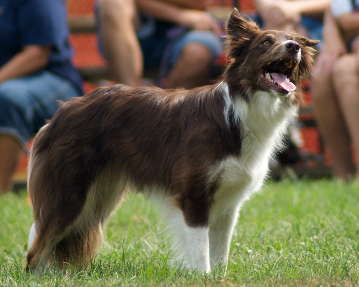 Border Collie - Lança Bicho