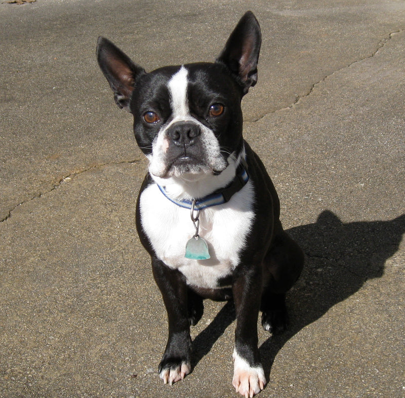 Boston Terrier - Lança Bicho