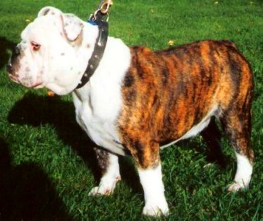 Buldogue Inglês - Lança Bicho