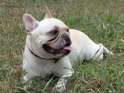 Bulldog Francês - Lança Bicho
