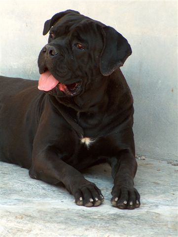 Cane Corso - Lança Bicho