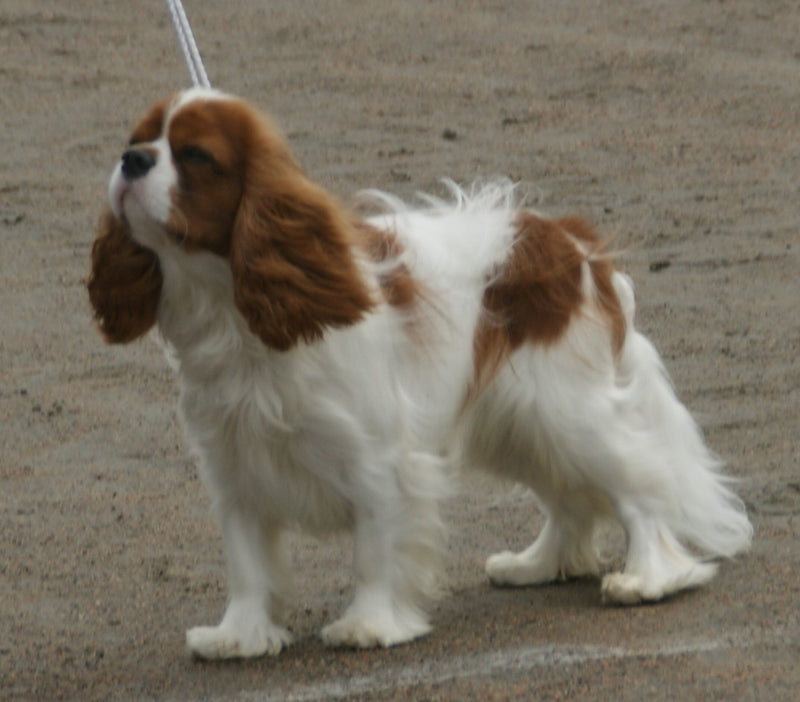Cavalier King Charles Spaniel - Lança Bicho