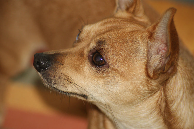 Chihuahua - Lança Bicho