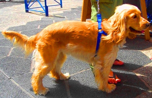 Cocker Spaniel - Lança Bicho