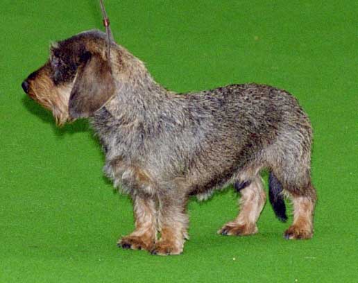 Dachshund - Lança Bicho