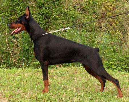 Dobermann - Lança Bicho