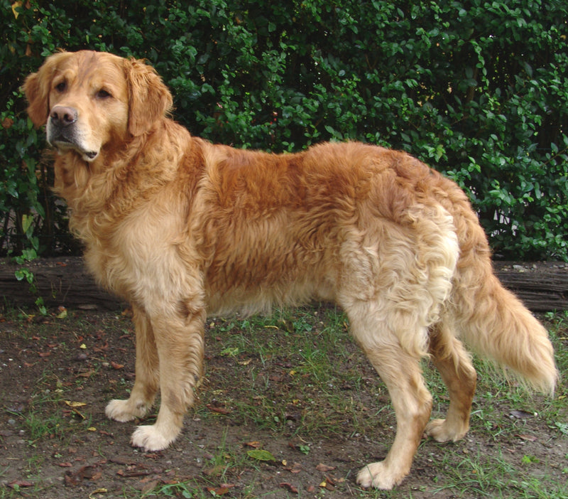 Golden Retriever - Lança Bicho