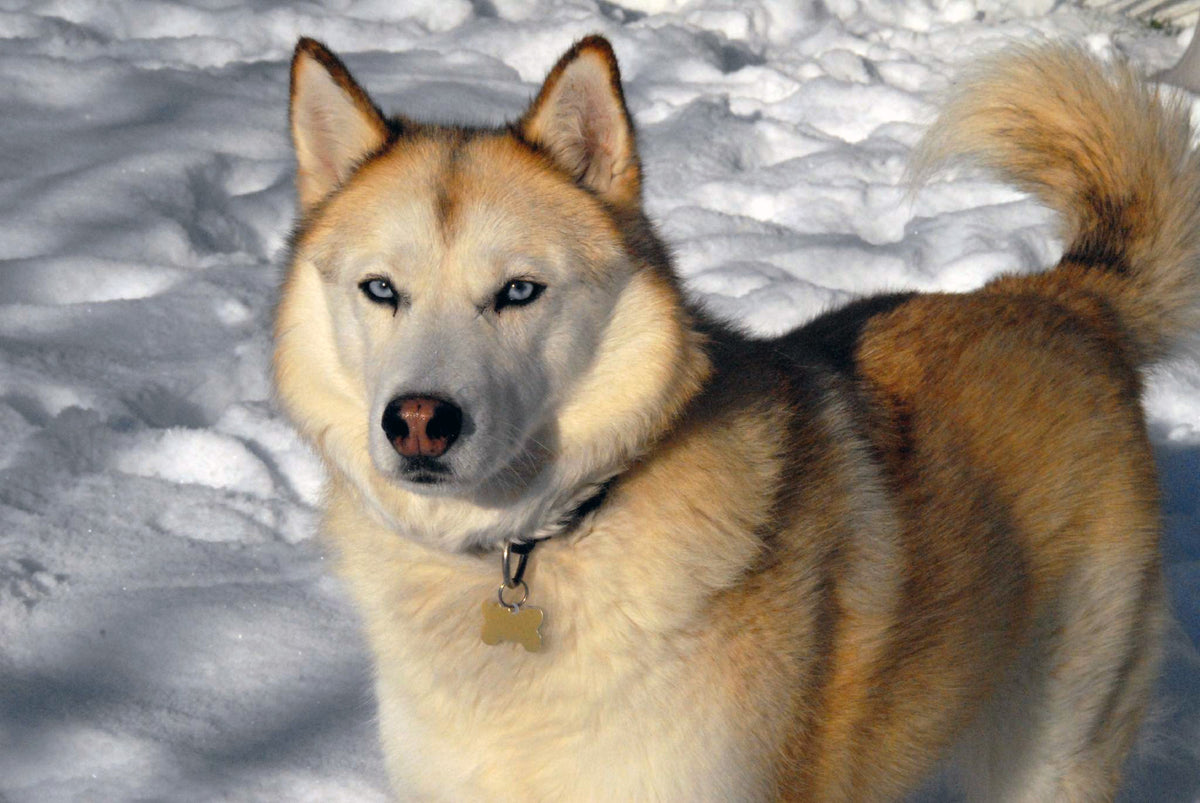 Husky Siberiano - Lança Bicho