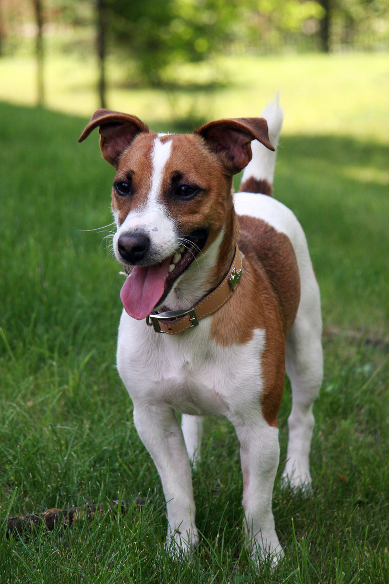 Jack Russell Terrier - Lança Bicho