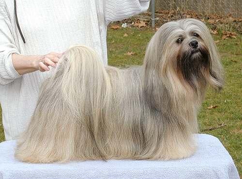 Lhasa Apso - Lança Bicho