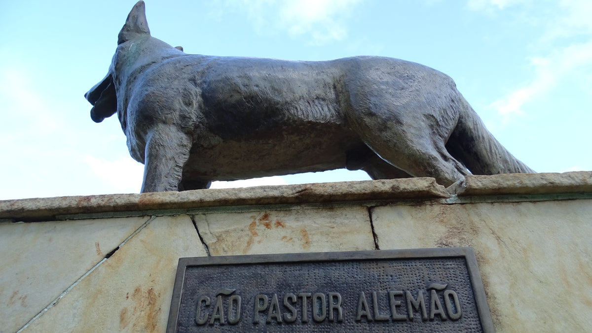 Pastor Alemão - Lança Bicho