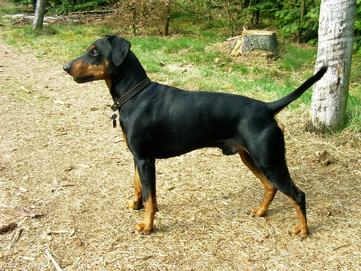 Pinscher - Lança Bicho