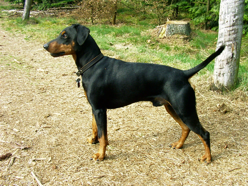 Pinscher - Lança Bicho