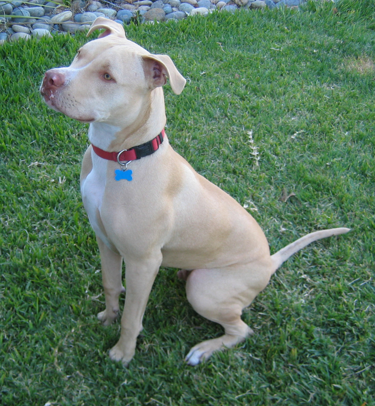 Pit Bull - Lança Bicho
