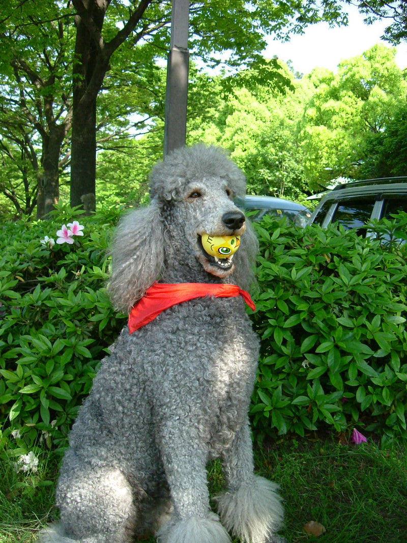 Poodle - Lança Bicho
