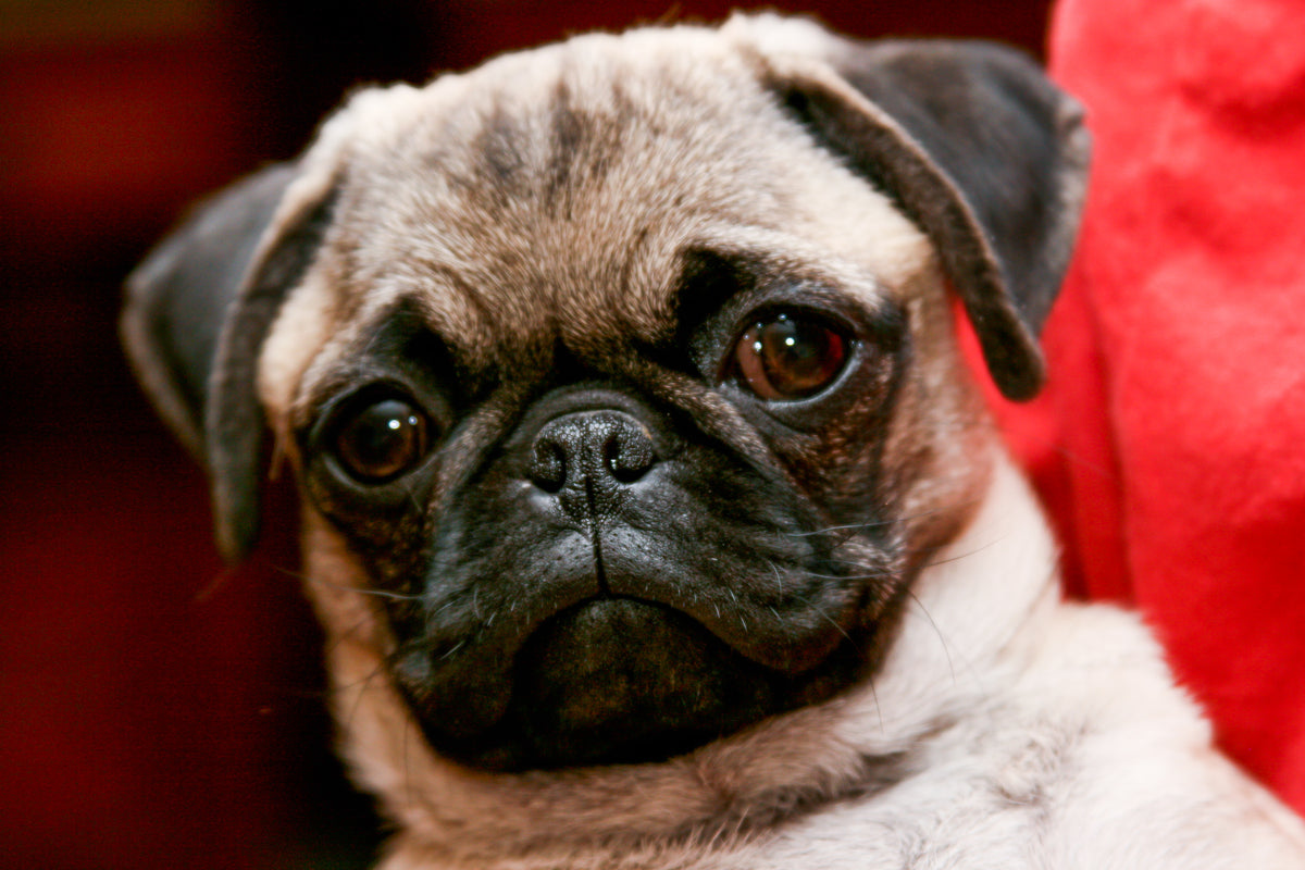 Pug - Lança Bicho