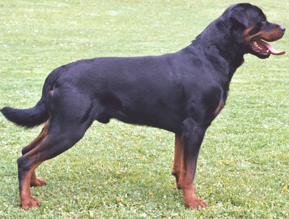 Rottweiler - Lança Bicho