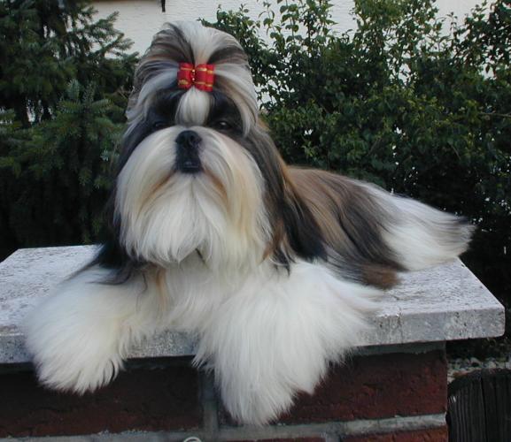 Shih Tzu - Lança Bicho