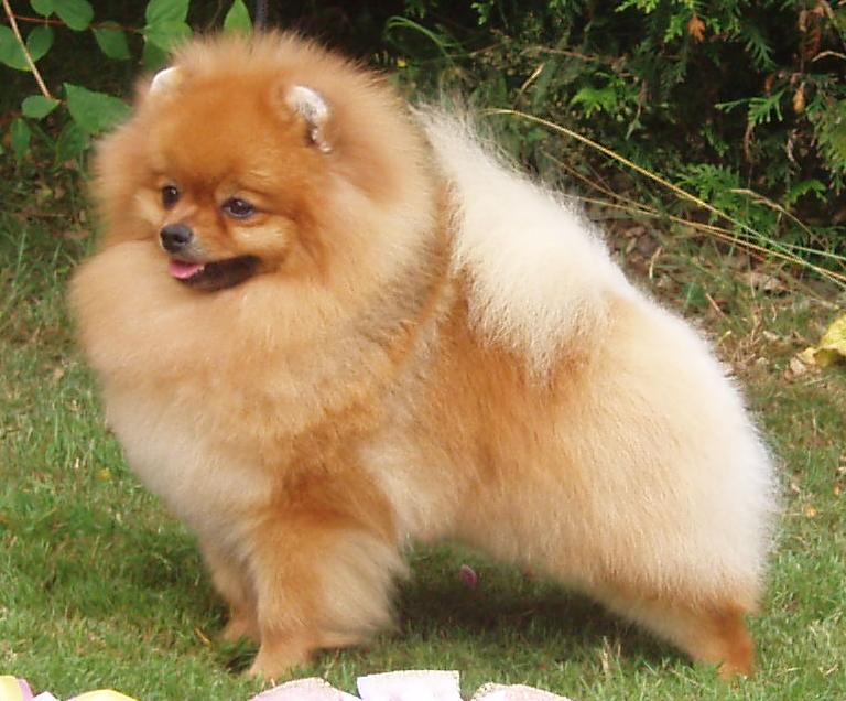 Spitz Alemão - Lança Bicho