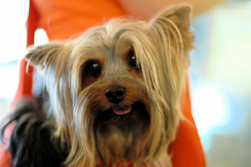 Yorkshire Terrier - Lança Bicho